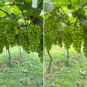 ベリーa摘粒
