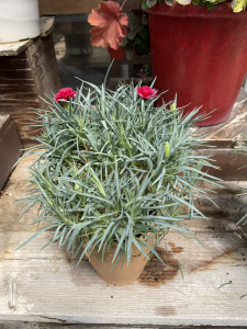 カーネーション
