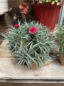 カーネーション