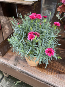 カーネーション