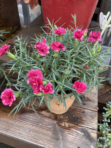 カーネーション